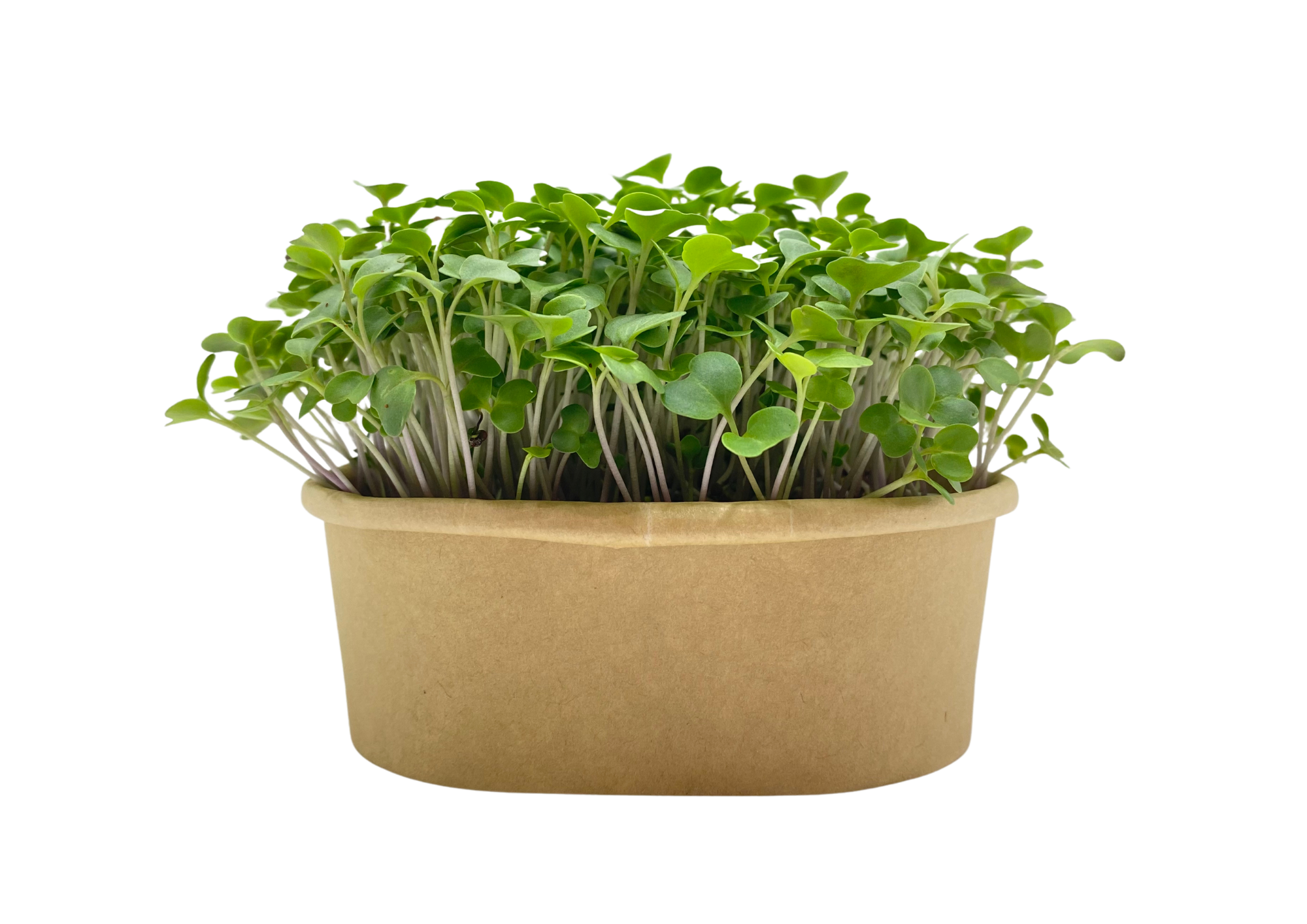 Microgreens Home Growing Kit