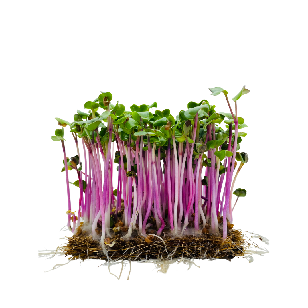 Radish - China Rose Microgreens