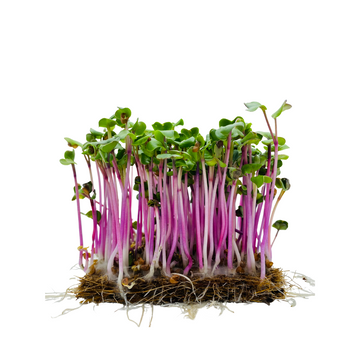 Radish - China Rose Microgreens